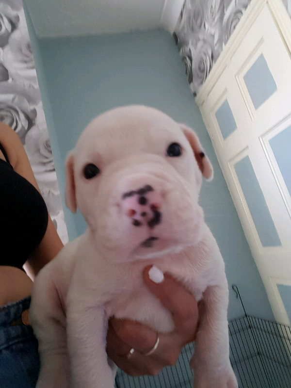 dogo argentino for sale gumtree